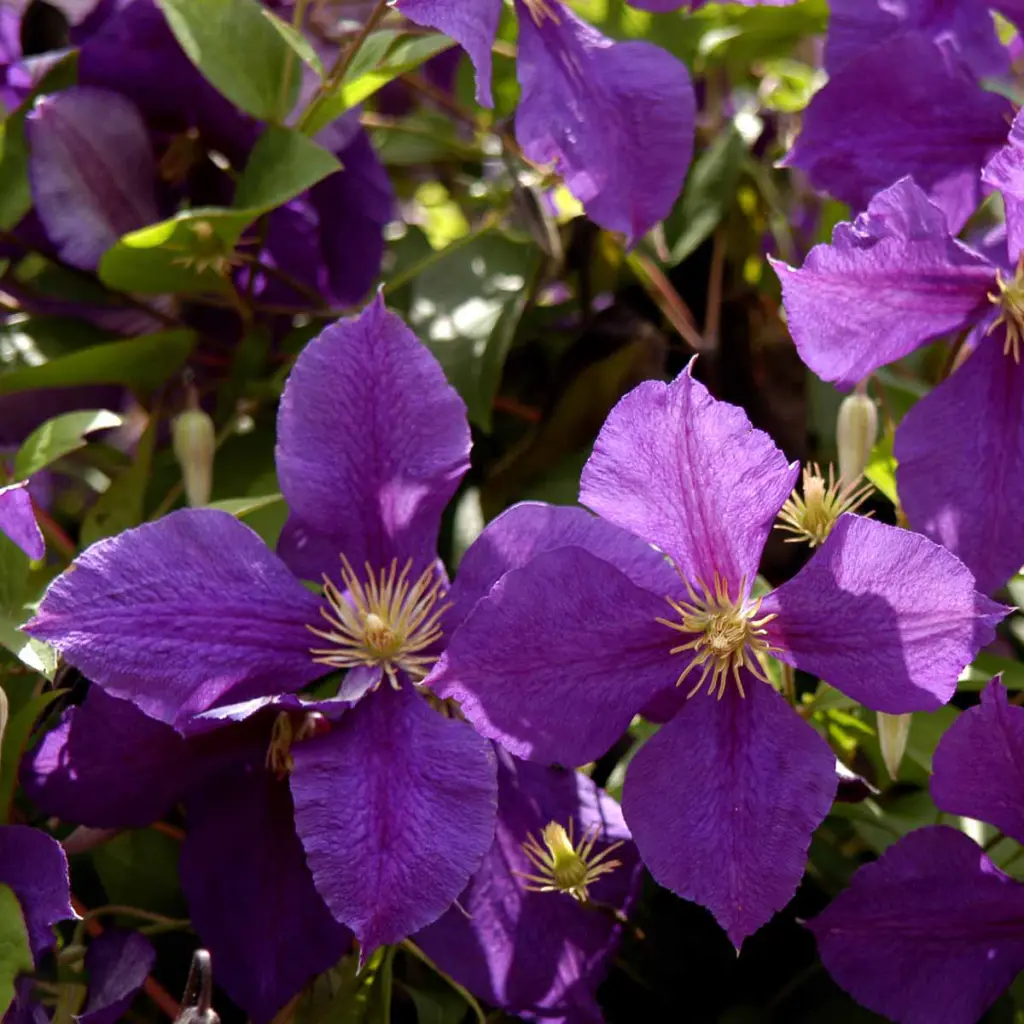 Klematis | Clematis 'Jackmanii'