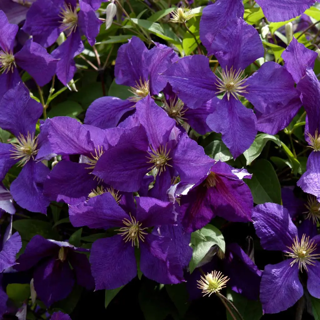 Klematis | Clematis 'Jackmanii'