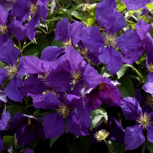 Klematis | Clematis 'Jackmanii'