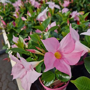 Bægerranke | Dipladenia 'Sundaville'