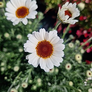 Marokkansk marguerit | Rhodanthemum 'Casablanca'