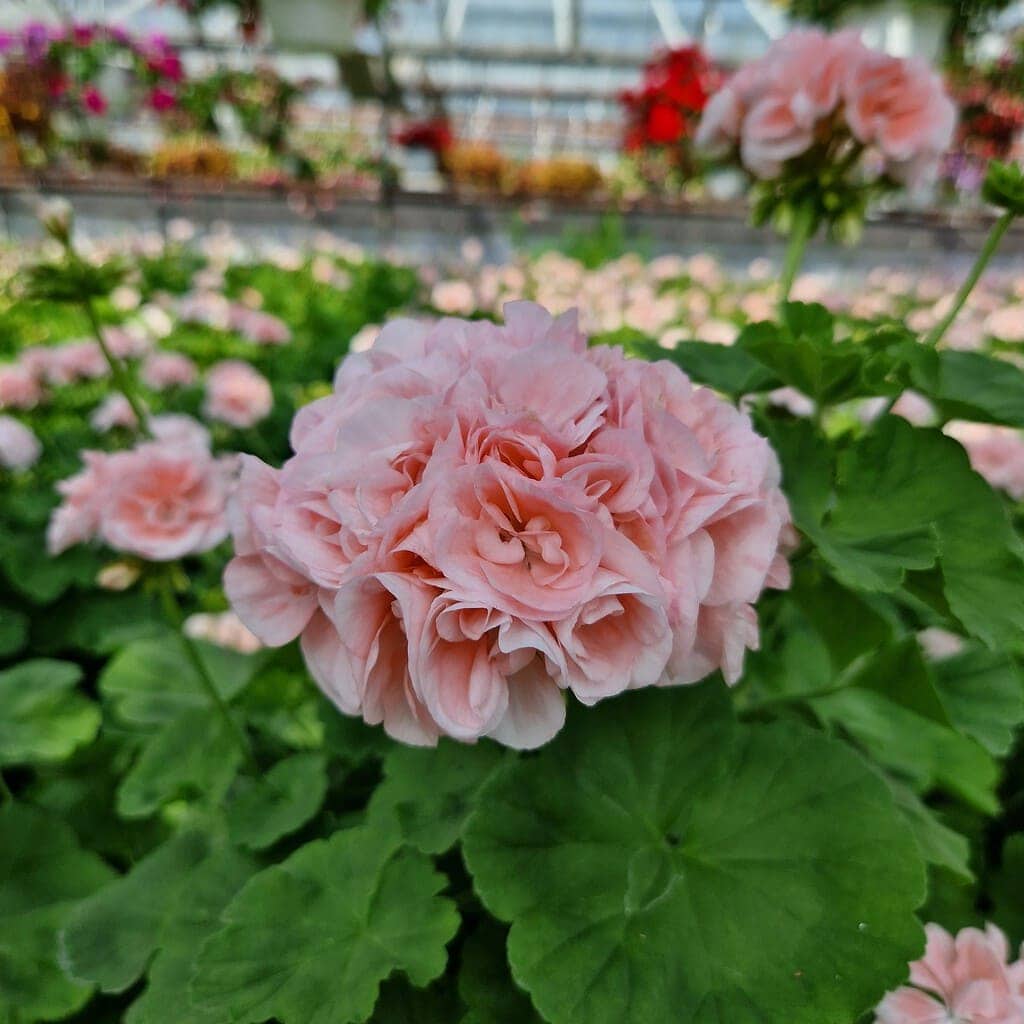 Dronning Ingrid pelargonie