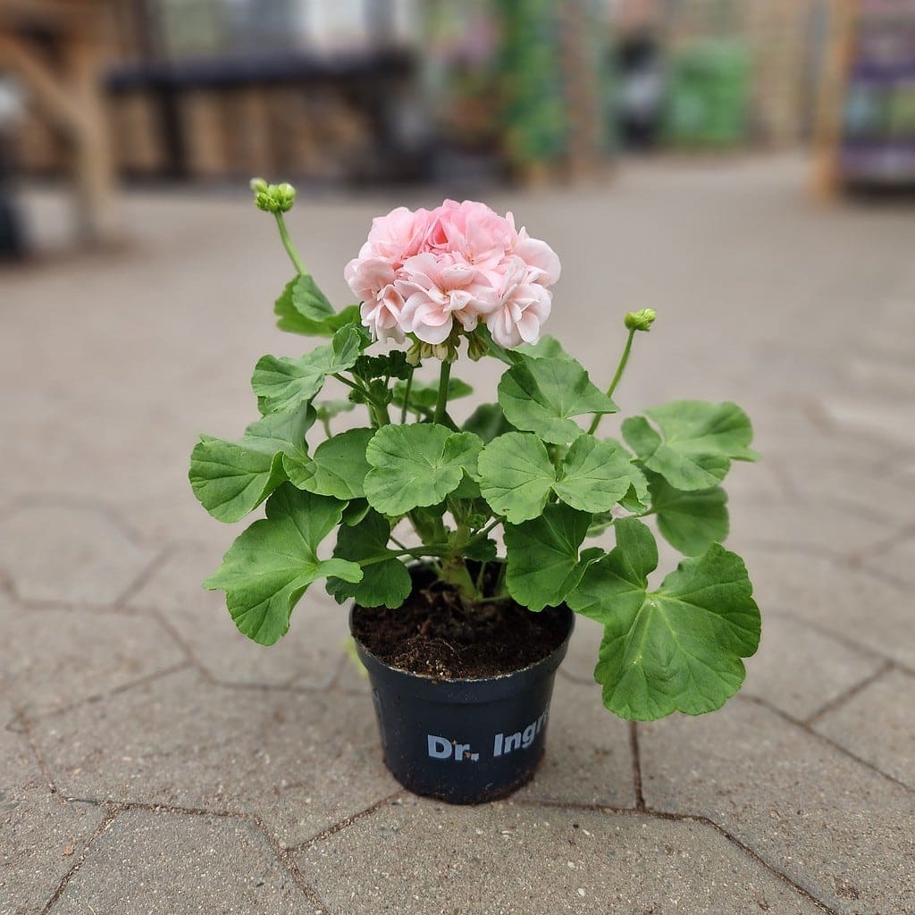 Dronning Ingrid pelargonie