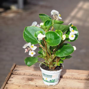 Isbegonia - Begonia semperflorens