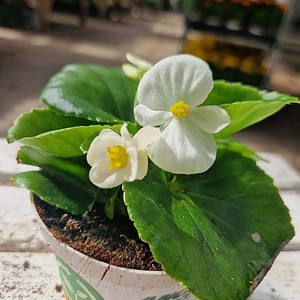 Isbegonia