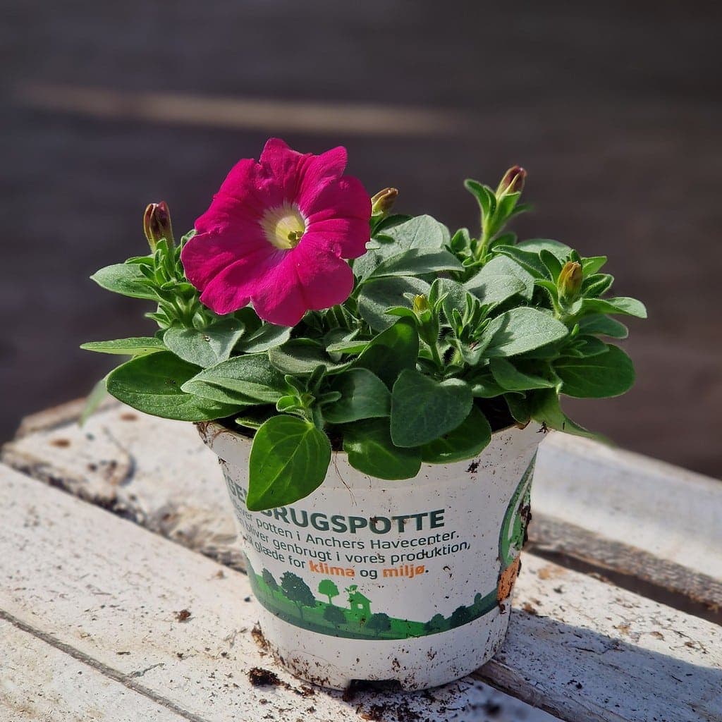 Petunia Surfinia