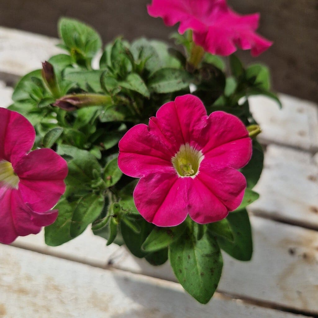 Petunia Surfinia