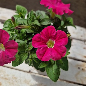 Petunia Surfinia