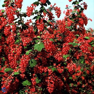 Blodribs | Ribes sang. 'Pulborough Scarlet'