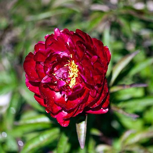 Silkepæon | Paeonia lactiflora 'Peter Brand'