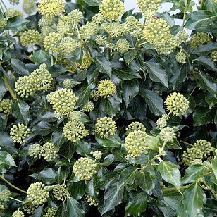 Efeu 'Arborescens' | Hedera helix 'Arborescens'