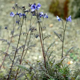 Jakobsstige 'Purple Rain' | Polemonium yezoense 'Purple Rain'