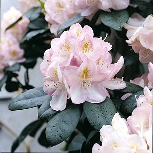 Rhododendron 'Gomer Waterer'