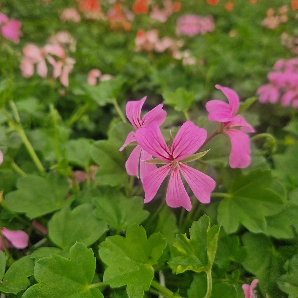 Tyroler pelargonie