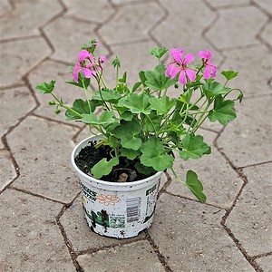 Tyroler pelargonie