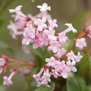 Kejserbusk 'Charles Lamont' | Viburnum bod. 'Charles Lamont'