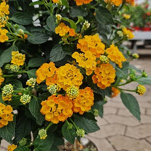 Ildkrone | Lantana camara