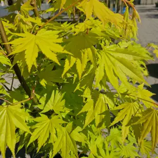 Japansk ahorn | Acer shirasawanum 'Jordan'