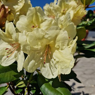 Rhododendron hybrid 'Goldinetta'