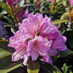 Rhododendron 'Lila Dufthecke'