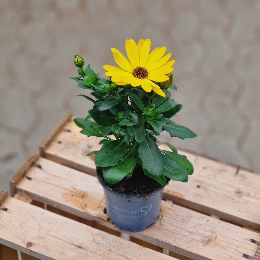 Spansk Marguerit | Osteospermum