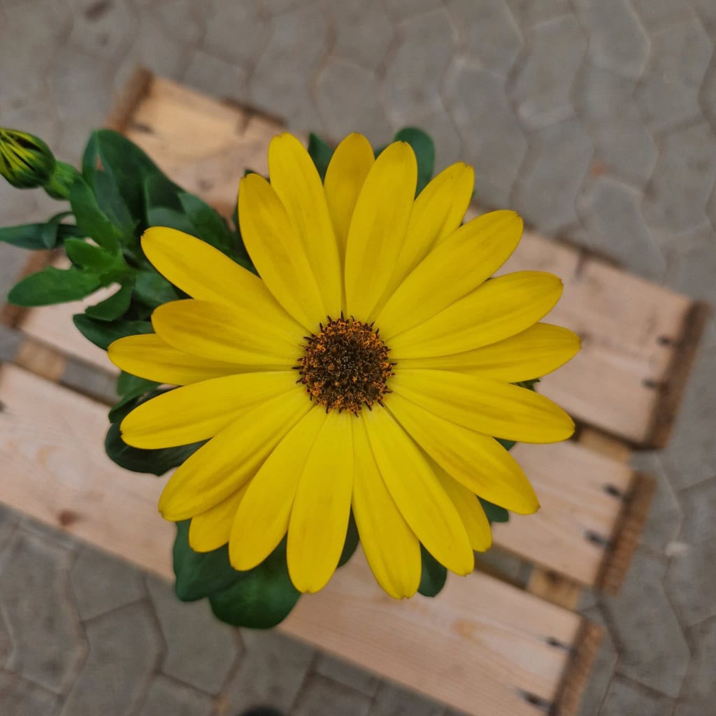 Spansk Marguerit | Osteospermum