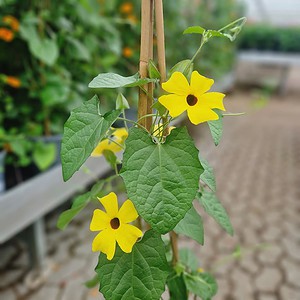 Susanne med det sorte øje | Thunbergia Alata