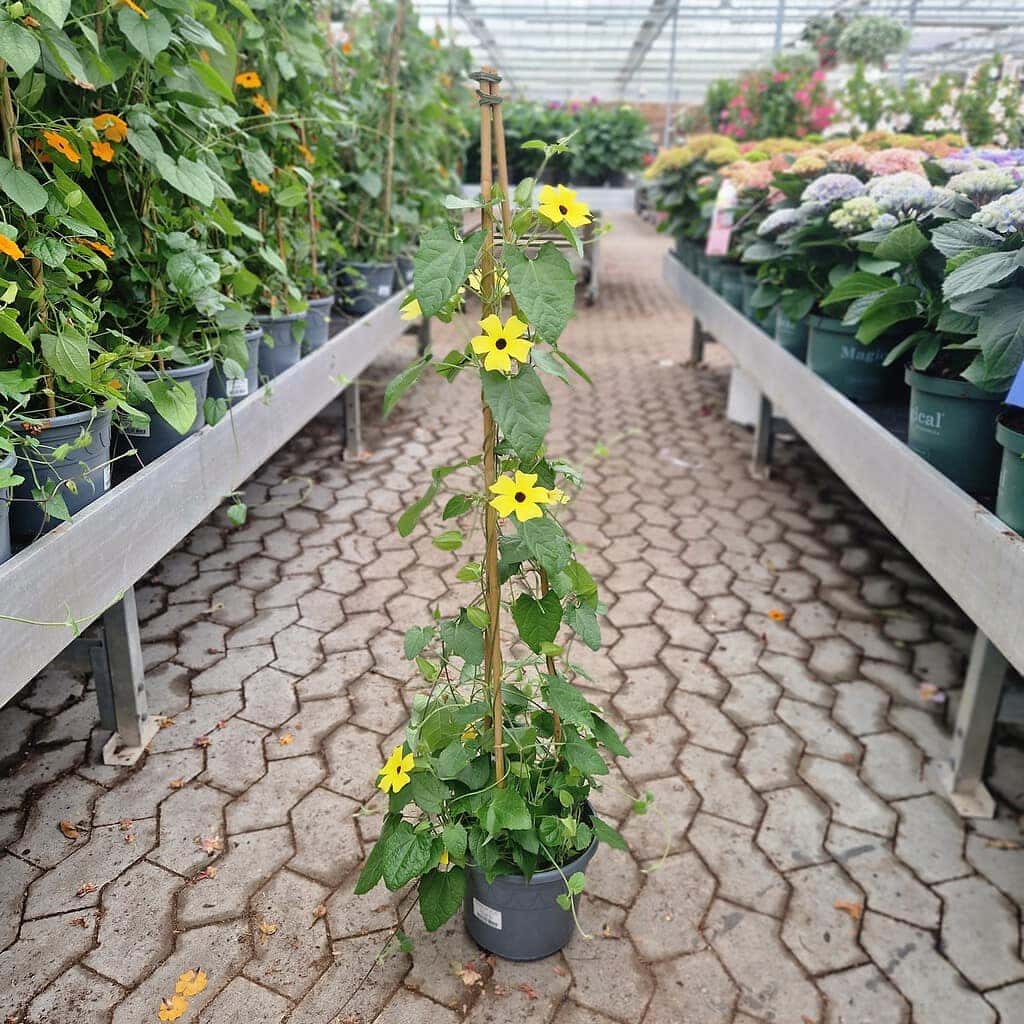 Susanne med det sorte øje | Thunbergia Alata