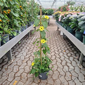 Susanne med det sorte øje | Thunbergia Alata