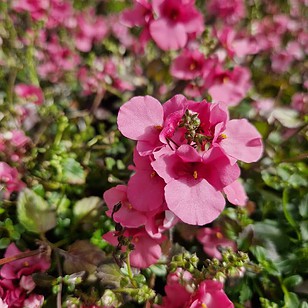 Tvillingblomst | Diascia