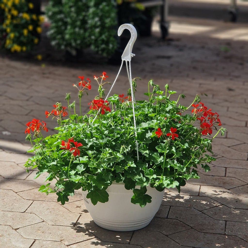 Tyroler Pelargonie Pelargonium peltatum Ø 30 cm ampel Rød