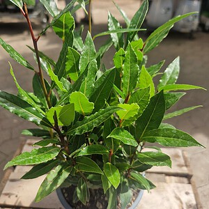 Ægte laurbær | Laurus nobilis