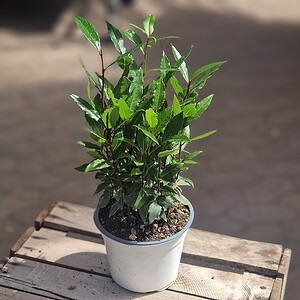 Ægte laurbær | Laurus nobilis