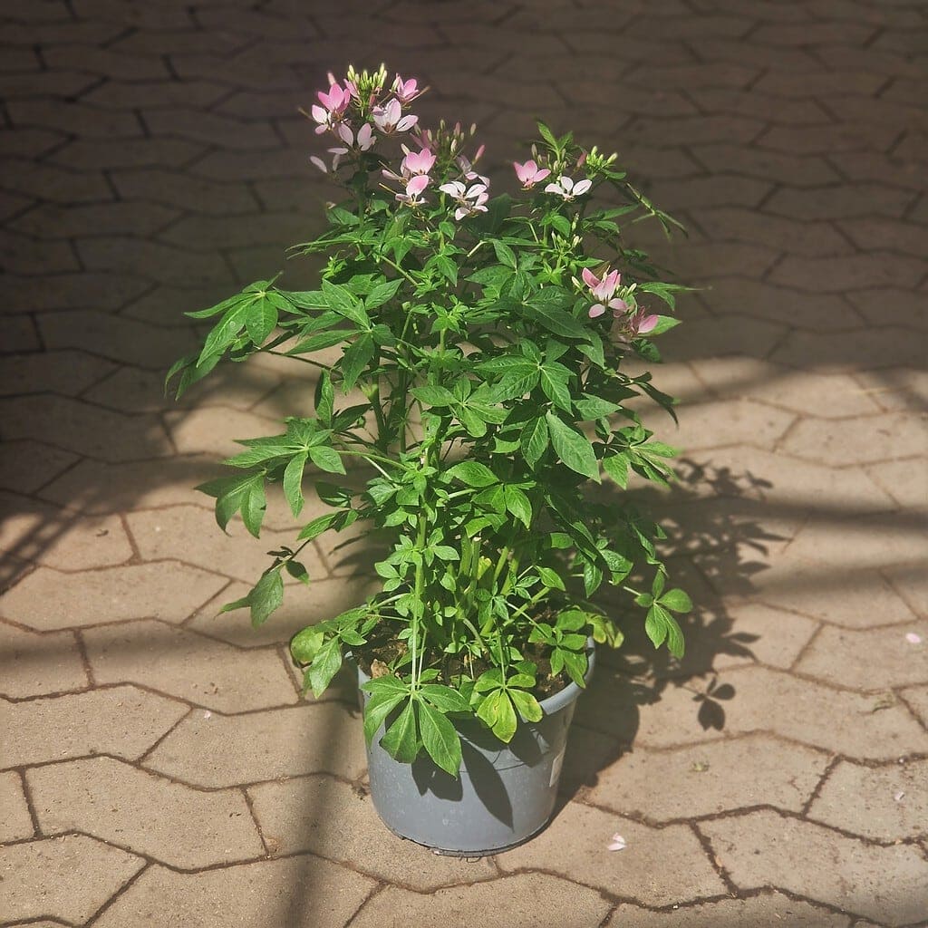 Edderkopplante | Cleome senorita
