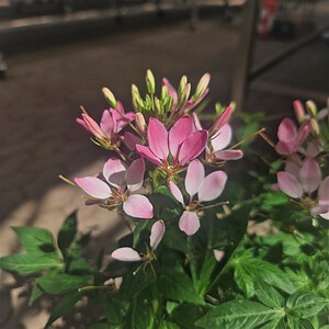 Edderkopplante | Cleome senorita