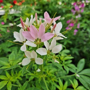 Edderkopplante | Cleome senorita