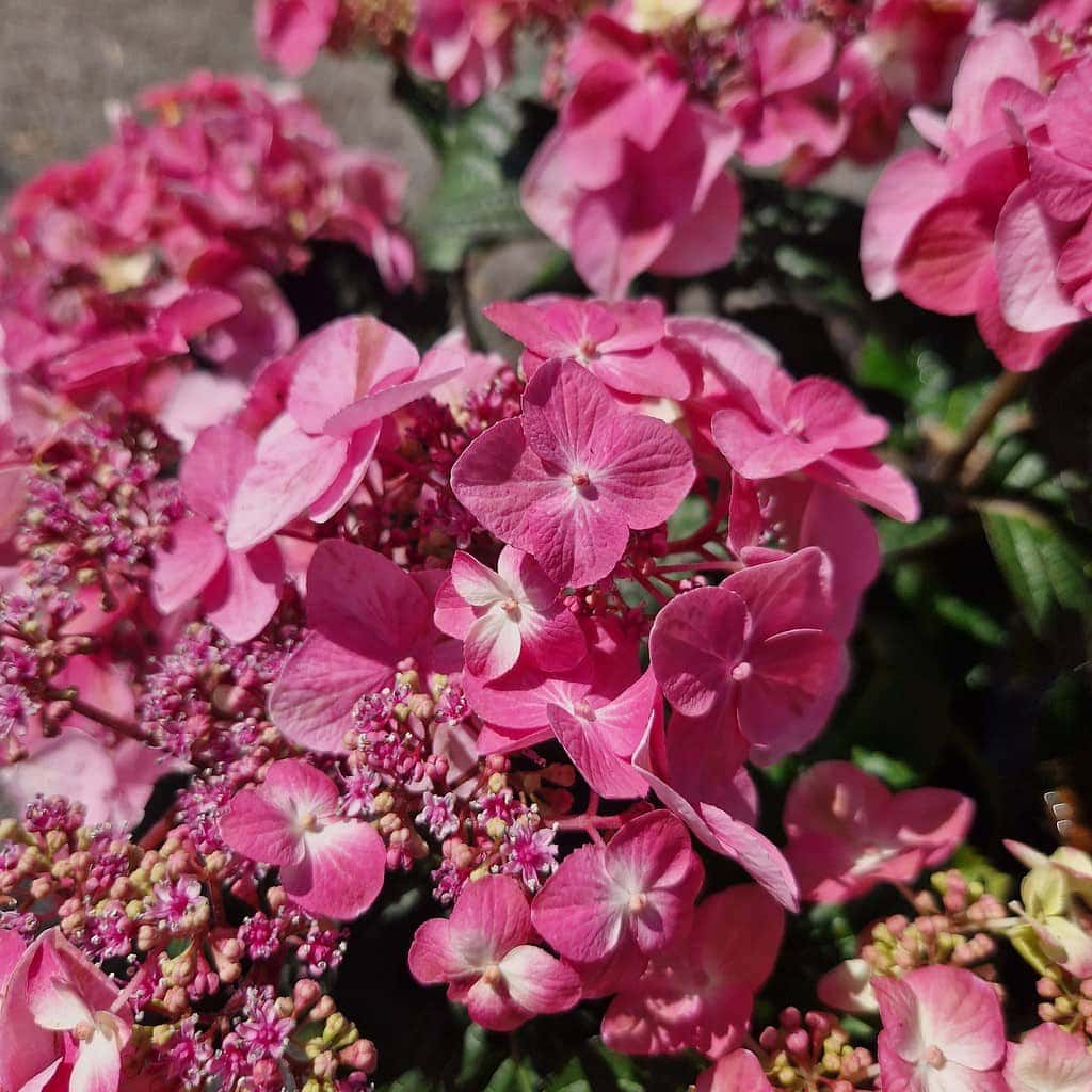 Hortensia | Hydrangea 'Pop Star'