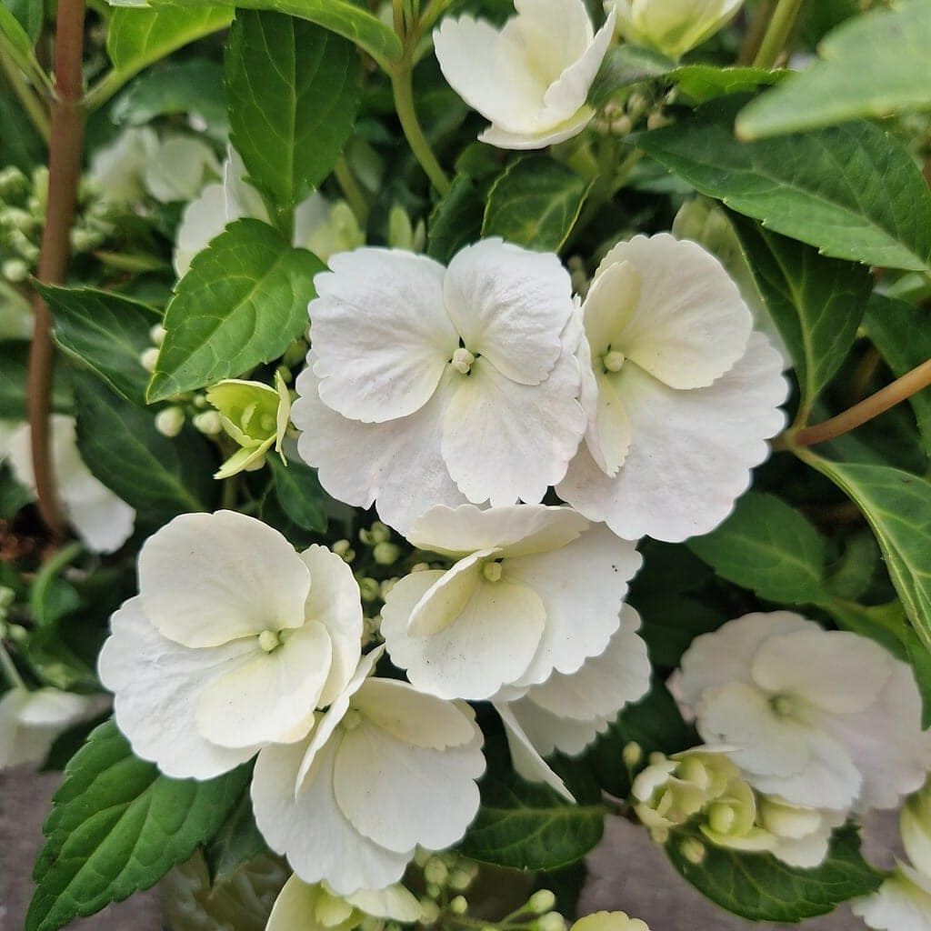 Hortensia Runaway Bride