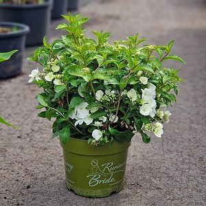 Hortensia Runaway Bride