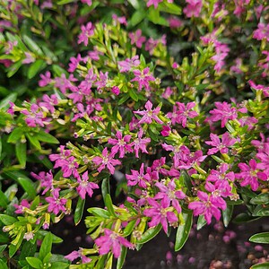 Japansk myrte | Cuphea Hyssopifolia