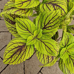 Paletblad | Coleus blumei-hybrider