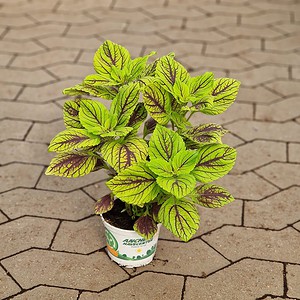 Paletblad | Coleus blumei-hybrider