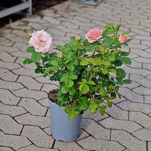 Rose 'Astrid Lindgren' | Buketrose