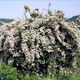 Dronningebusk 'Pink Cloud'