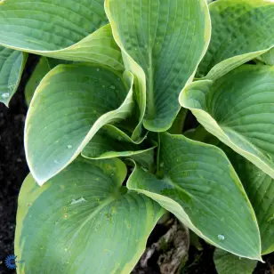 Funkia | Hosta 'Blue Angel'
