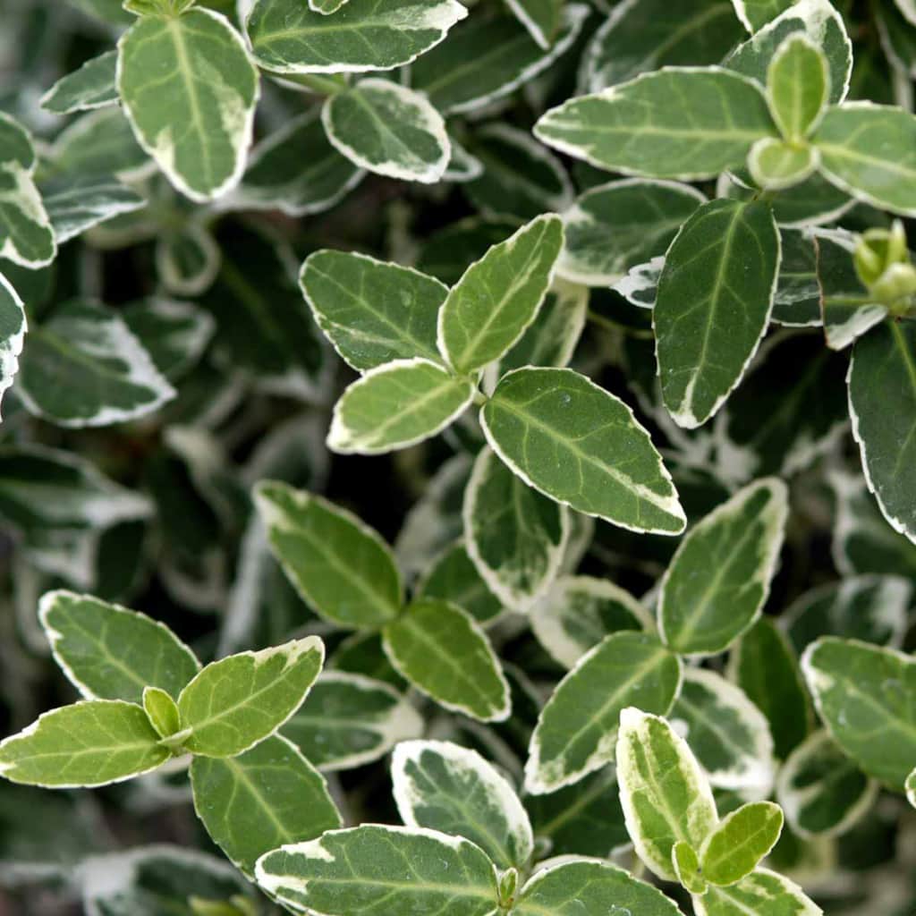 Krybende benved | Euonymus fortunei 'Emerald Gaiety'