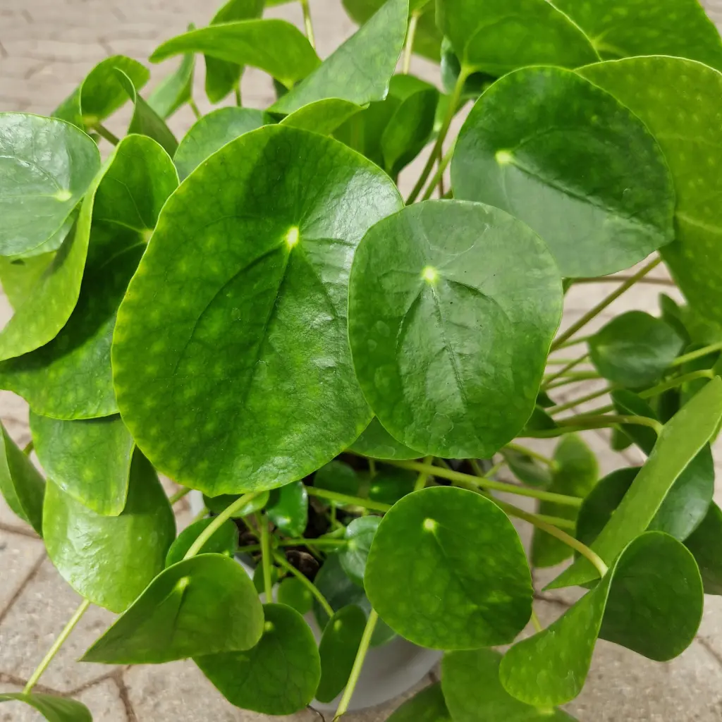 Pilea Peperomoides