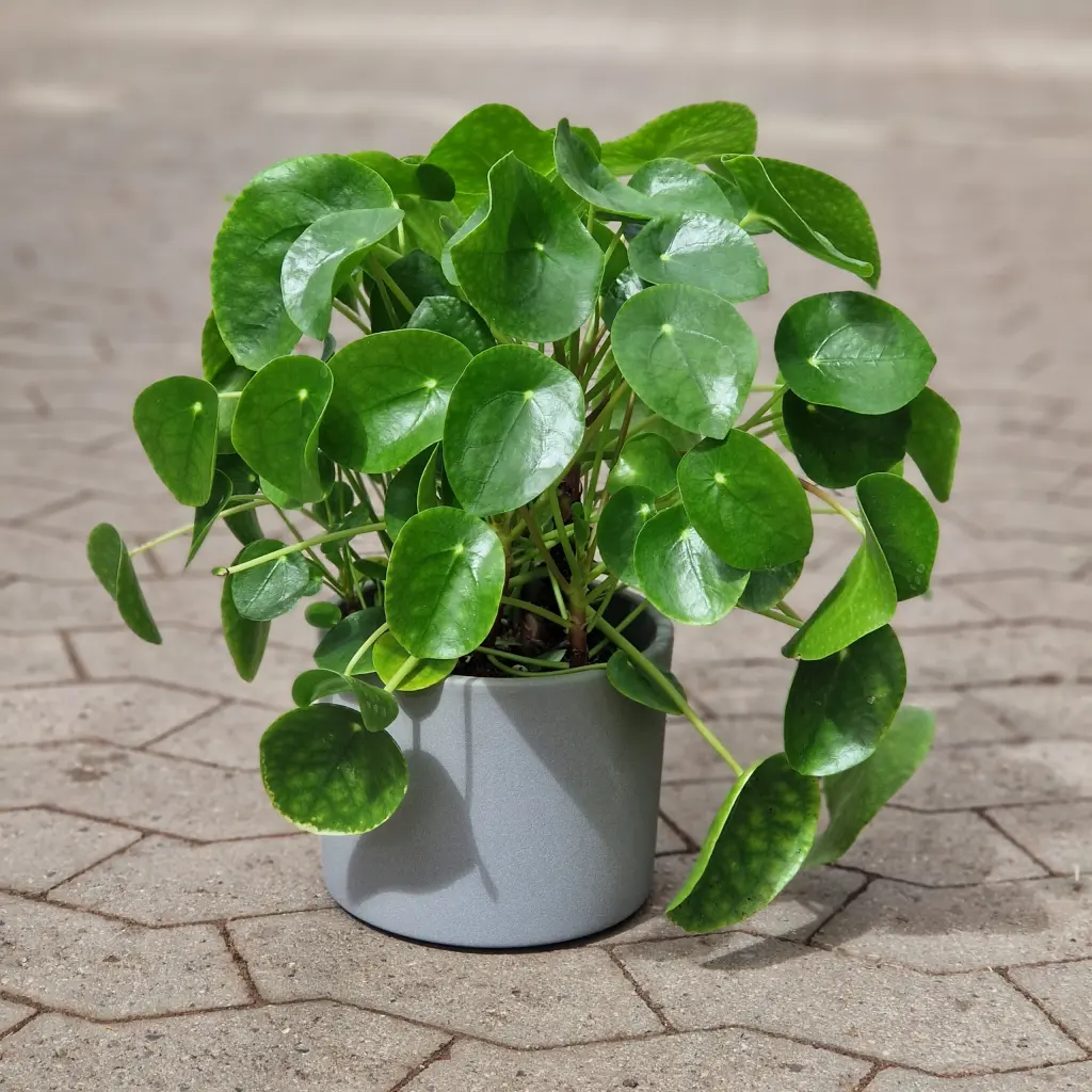 Pilea Peperomoides