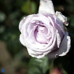 Rose 'Bering' | Renaissance rose