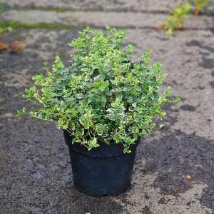 Krybende benved | Euonymus fortunei 'Emerald Gaiety'